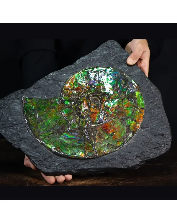 Ammonite Placenticeras Costatum