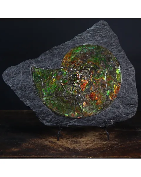 Ammonite Placenticeras Costatum