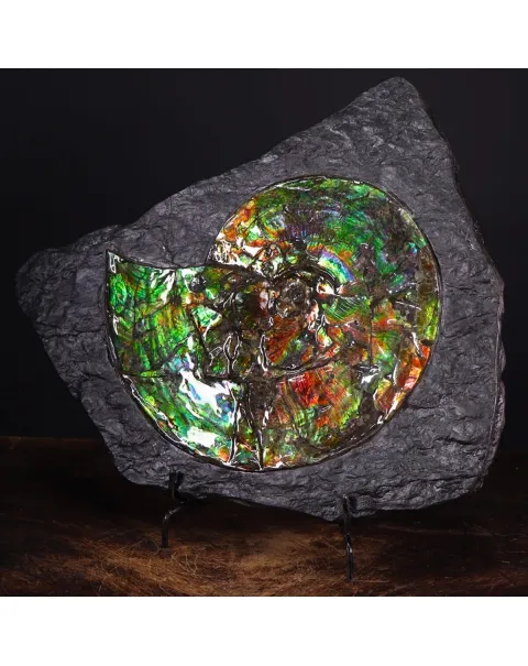 Ammonite Placenticeras Costatum