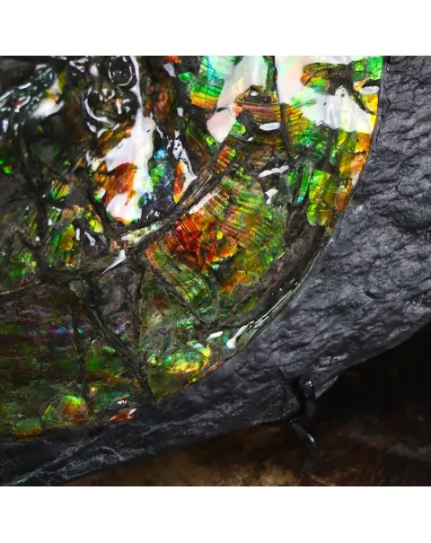 Ammonite Placenticeras Costatum