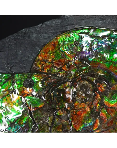 Ammonite Placenticeras Costatum