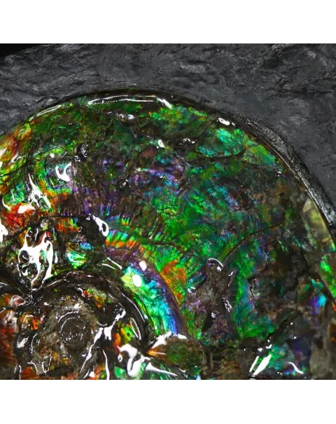 Ammonite Placenticeras Costatum