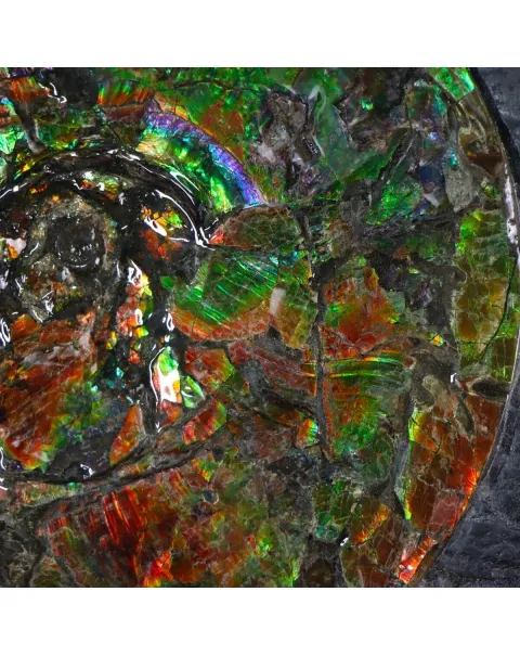Ammonite Placenticeras Costatum