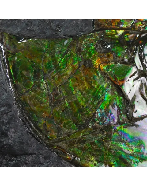 Ammonite Placenticeras Costatum