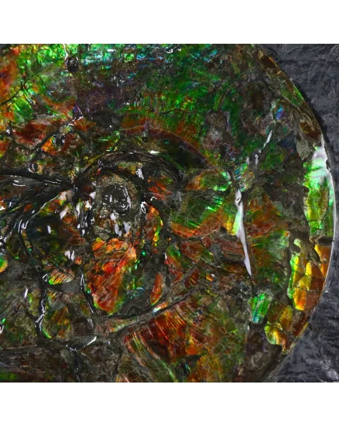Ammonite Placenticeras Costatum