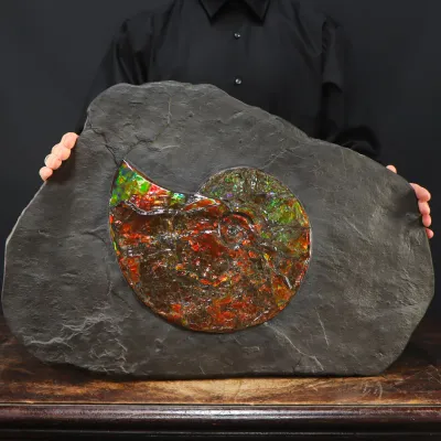 Ammonite Placenticeras Costatum