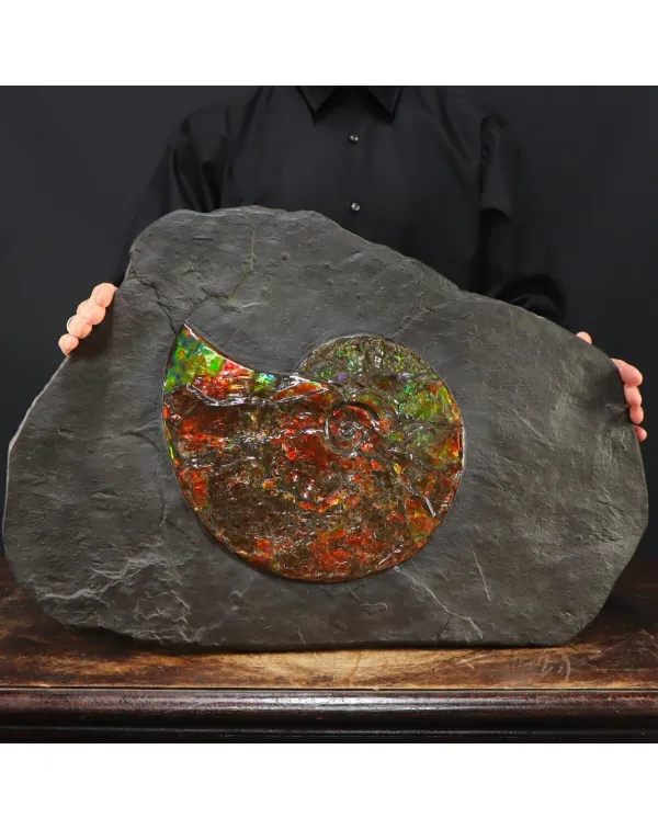 Ammonite Placenticeras Costatum