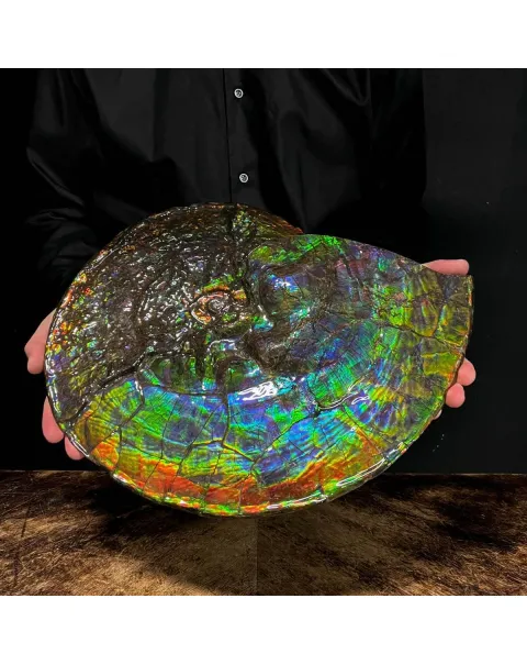 Straordinaria Ammonite Placenticeras Intercalare.