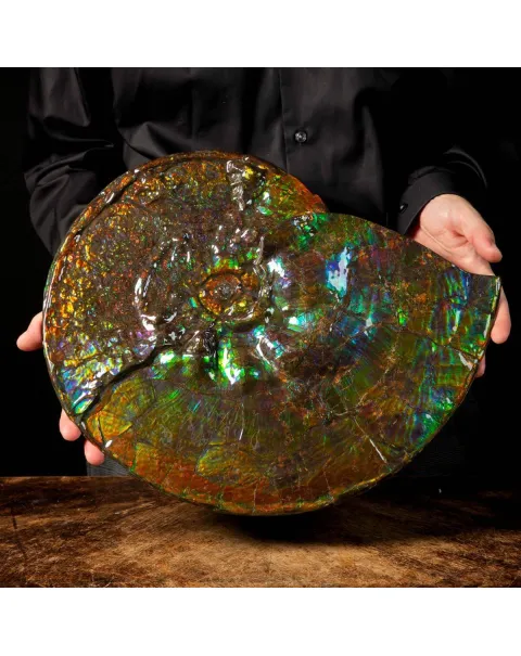Straordinaria Ammonite Placenticeras Intercalare.