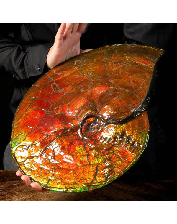 Straordinaria Ammonite Placenticeras Intercalare.