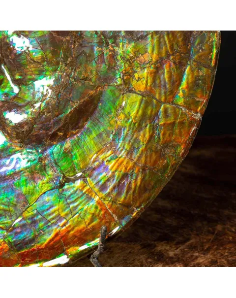 Straordinaria Ammonite Placenticeras Intercalare.