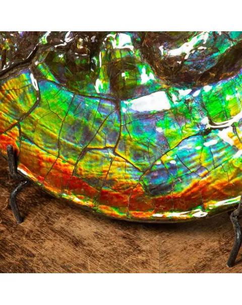 Straordinaria Ammonite Placenticeras Intercalare.