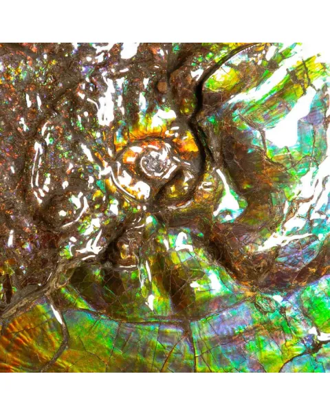 Straordinaria Ammonite Placenticeras Intercalare.
