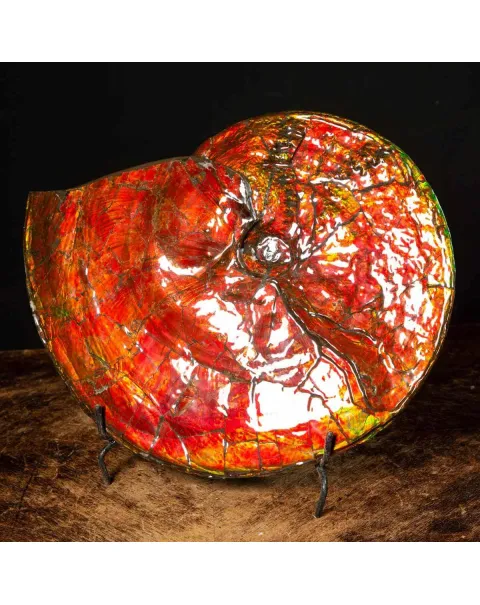 Straordinaria Ammonite Placenticeras Intercalare.