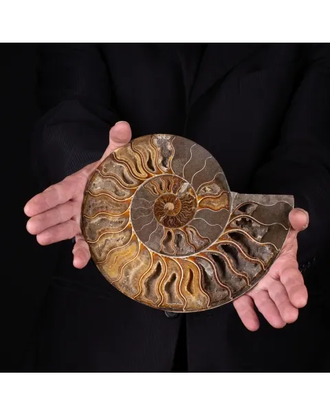 Ammonite Cleoniceras