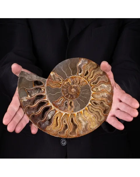 Ammonite Cleoniceras