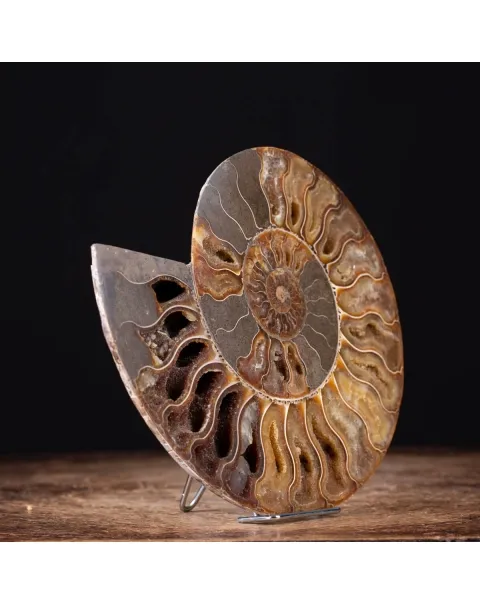 Ammonite Cleoniceras