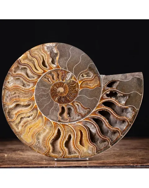 Ammonite Cleoniceras