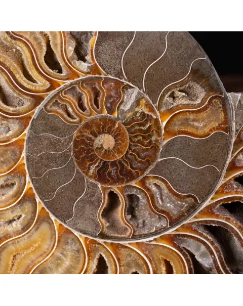 Ammonite Cleoniceras