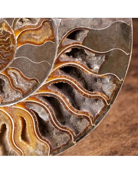 Ammonite Cleoniceras