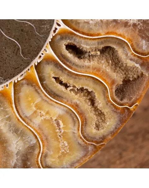 Ammonite Cleoniceras