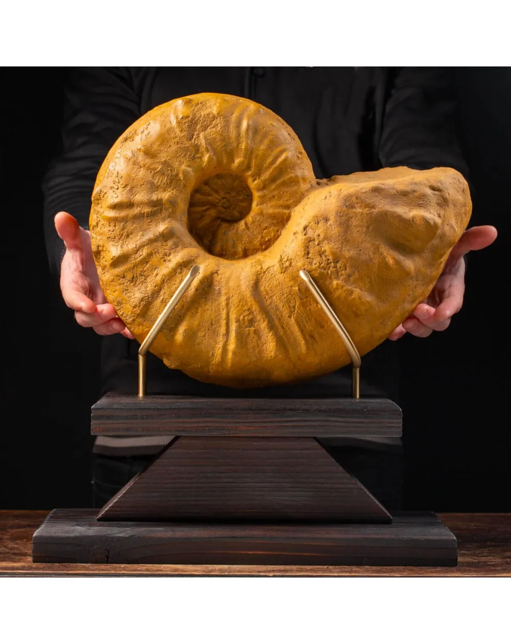 Ammonite Lytoceras