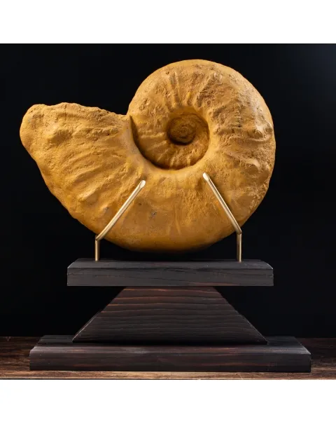 Ammonite Lytoceras