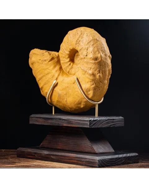 Ammonite Lytoceras