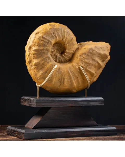 Ammonite Lytoceras