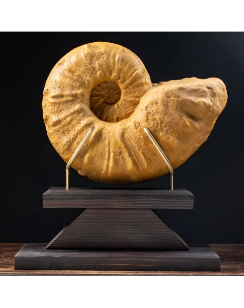 Ammonite Lytoceras