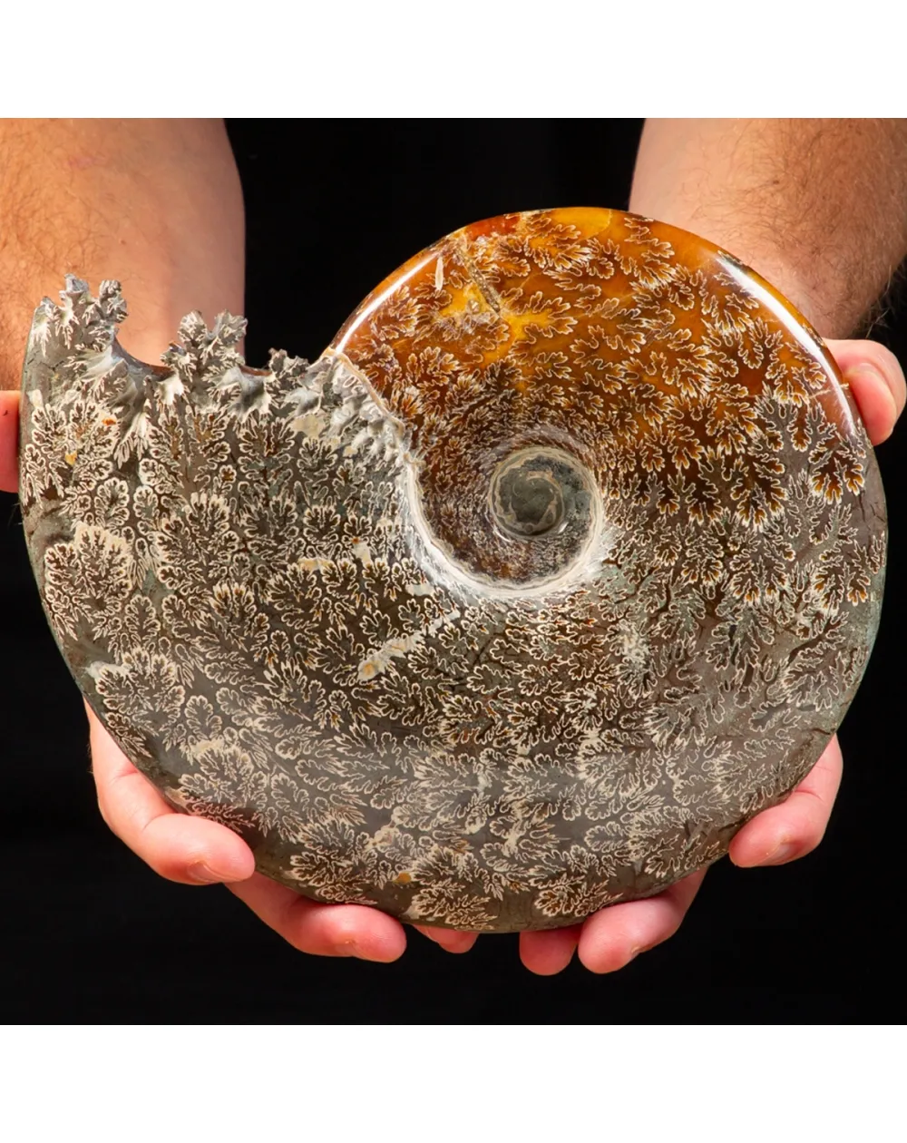 Ammonite Cleoniceras 