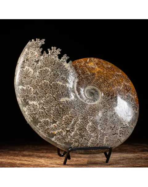 Ammonite Cleoniceras 
