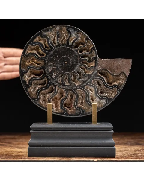 Ammonite Cleoniceras Nera