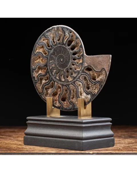Ammonite Cleoniceras Nera