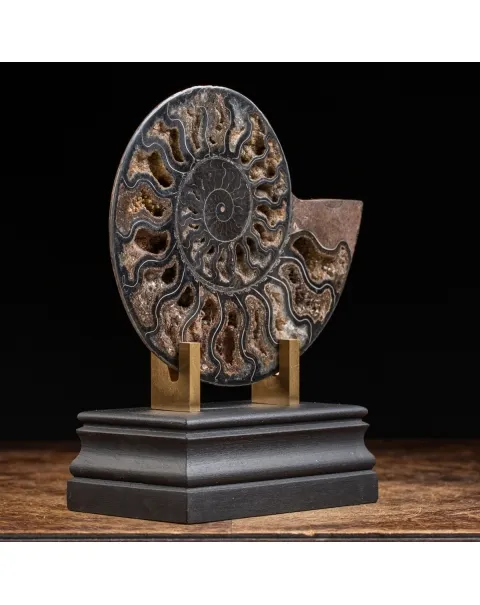 Ammonite Cleoniceras Nera