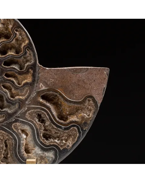 Ammonite Cleoniceras Nera