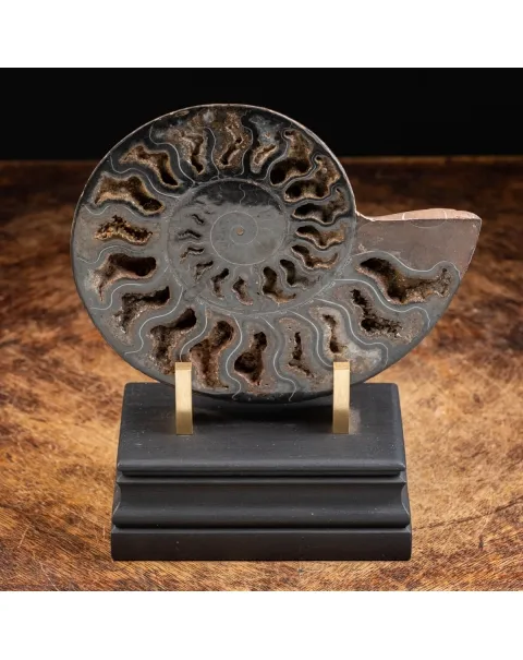 Ammonite Cleoniceras Nera