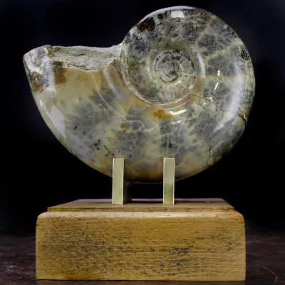Ammonite Lytoceras