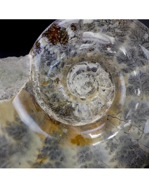 Ammonite Lytoceras