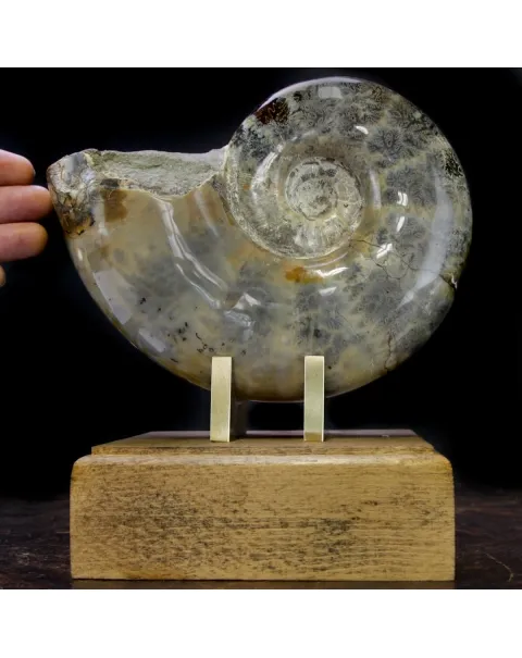 Ammonite Lytoceras