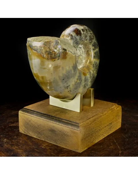 Ammonite Lytoceras