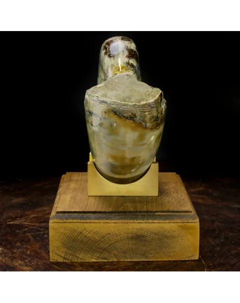 Ammonite Lytoceras