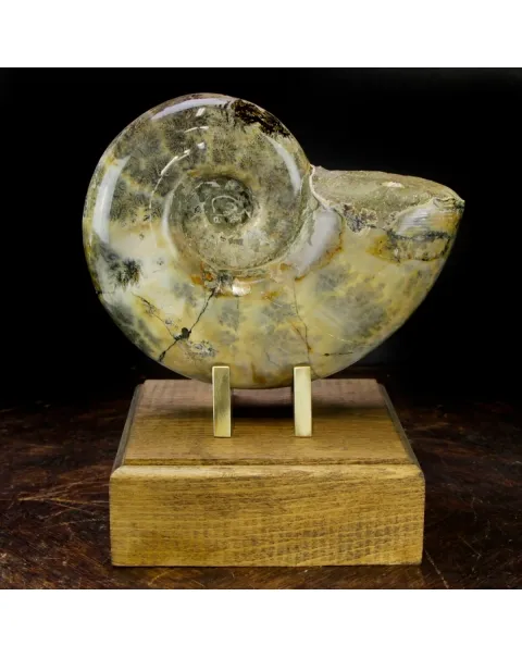 Ammonite Lytoceras