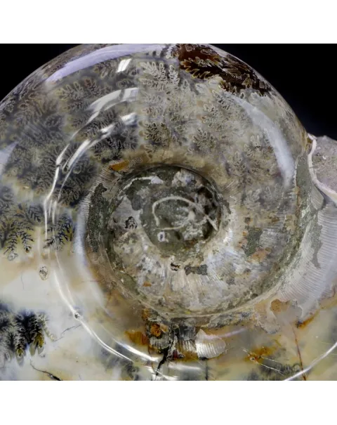 Ammonite Lytoceras
