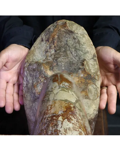 Ammonite Cleoniceras