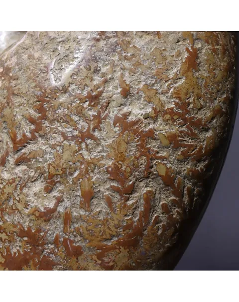 Ammonite Cleoniceras