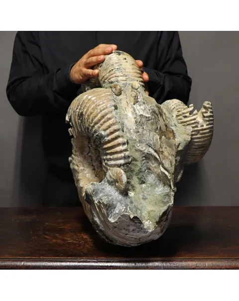 Ammonite Douvilleiceras Gigante