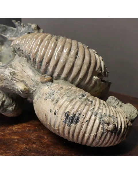Ammonite Douvilleiceras Gigante