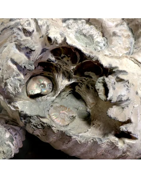 Ammonite Douvilleiceras Gigante