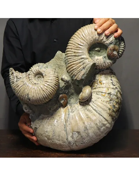 Ammonite Douvilleiceras Gigante